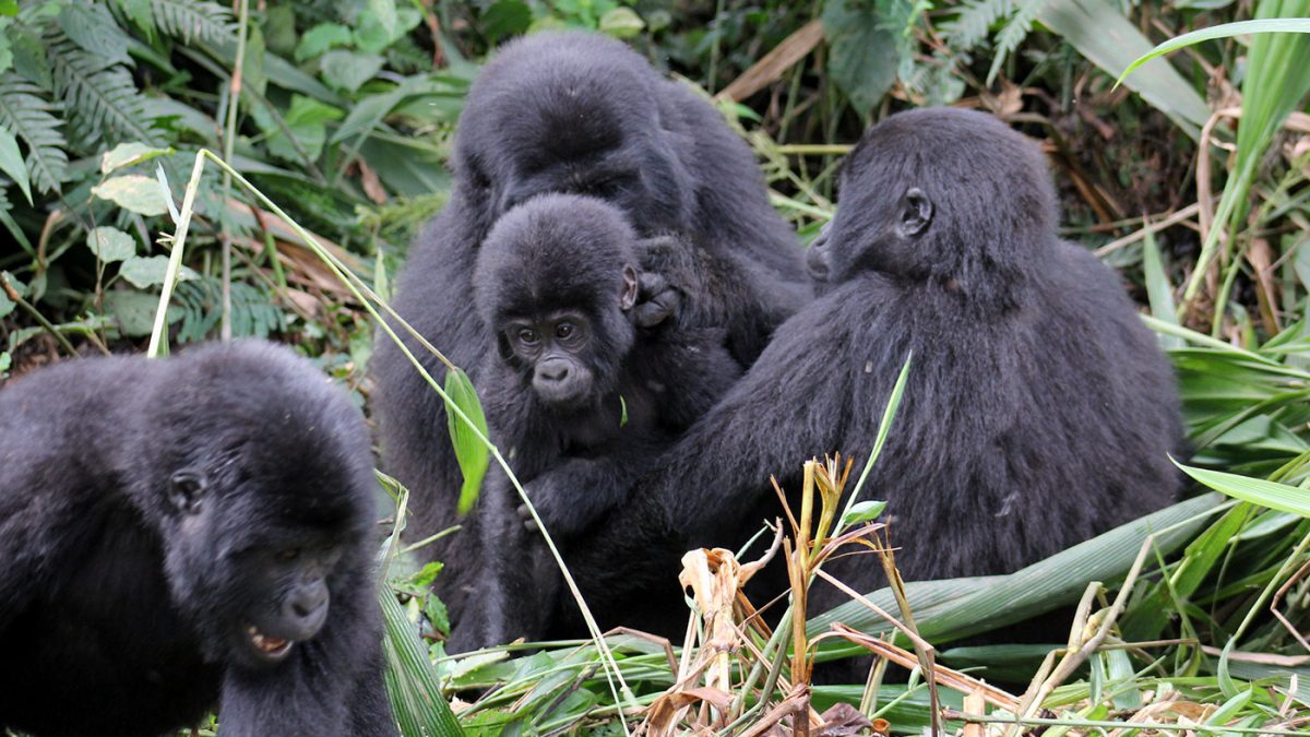 Gorilla trekking is one of the major activity travellers enjoy on their explore Congo safari from Belgium with Pieland Gorilla Safaris.