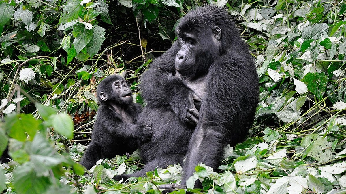 Virunga National Park offers the best Gorila trekking in Congo and it is one of the best experiences to enjoy with Pieland Gorilla Safaris 