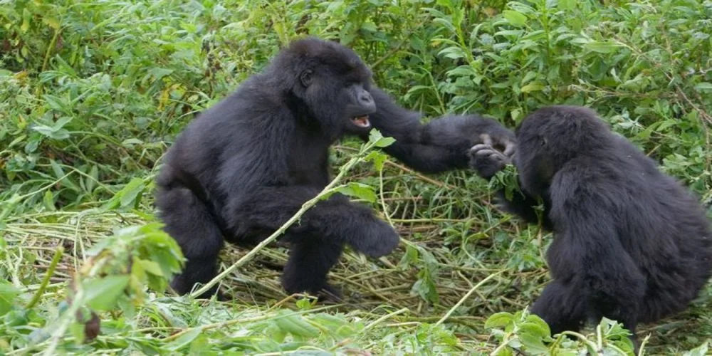 Gorilla trekking in Nkuringo is one of the most rewarding wildlife experiences in Uganda, offering visitors the chance to explore the breathtaking southern sector of Bwindi Impenetrable National Park with Pieland Gorilla Safaris. Known for its dramatic landscapes, mist-covered hills, and dense rainforest, Nkuringo provides an unforgettable setting for encountering endangered mountain gorillas in their natural habitat. The Nkuringo sector is famous for its scenic trekking trails and panoramic views of the Virunga Volcanoes and the Great Rift Valley. Guided by experienced trackers and rangers, visitors hike through thick forest vegetation, bamboo zones, and steep mountain paths while searching for habituated gorilla families. The journey itself is part of the adventure, filled with birdlife, butterflies, and beautiful forest scenery. Once the gorillas are located, trekkers spend one magical hour observing them as they feed, groom, rest, and interact within their families. Watching a silverback protect his group or seeing playful young gorillas move through the forest creates memories that last a lifetime. With Pieland Gorilla Safaris , gorilla trekking in Nkuringo is carefully organized to ensure comfort, smooth logistics, and expert guidance throughout the safari. Visitors can also enjoy cultural encounters with the Batwa community, nature walks, birdwatching, and scenic photography around Bwindi. Nkuringo remains one of the most beautiful and peaceful gorilla trekking destinations in Uganda.