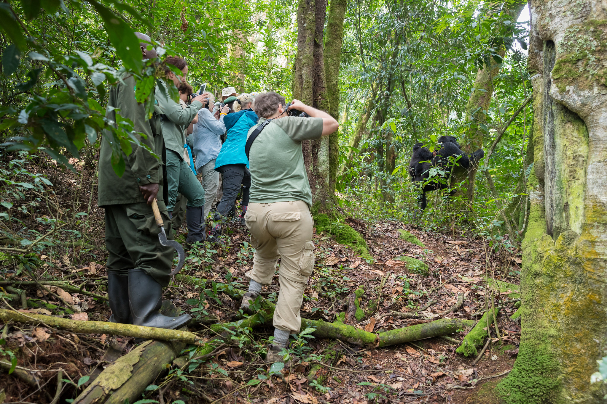 Tourists taking on photpgraphy in Bwindi Impenetrable National Park after encountering gorillas on their 7 days Uganda safari adventure.