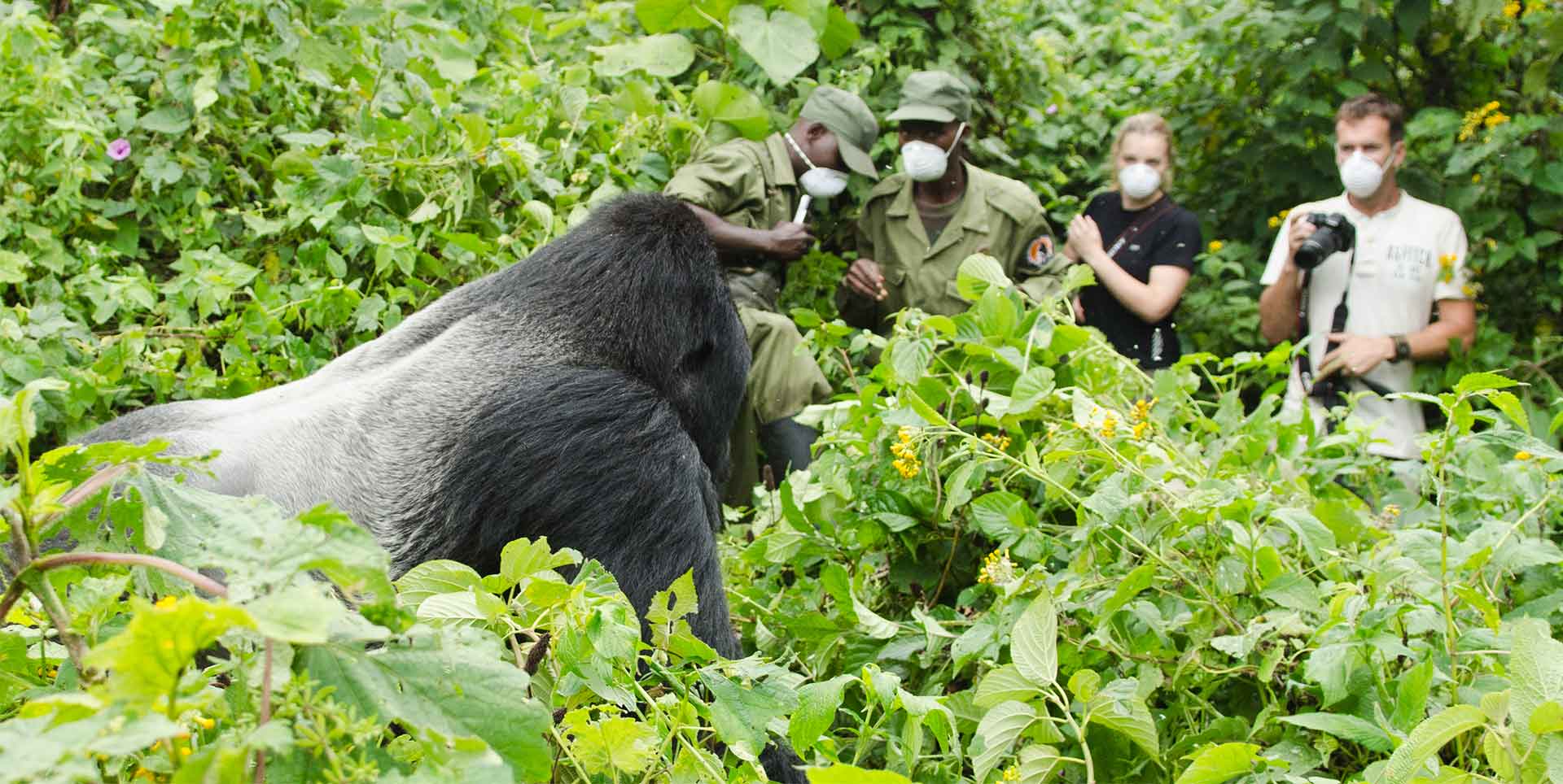 Travelers enjoying gorilla trekking in Congo with Pieland Gorilla Safaris.