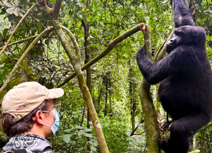 A tourist trekking gorillas in Virunga National Park. This park is the best place to visit in Congo because it is a home of mountain gorillas.