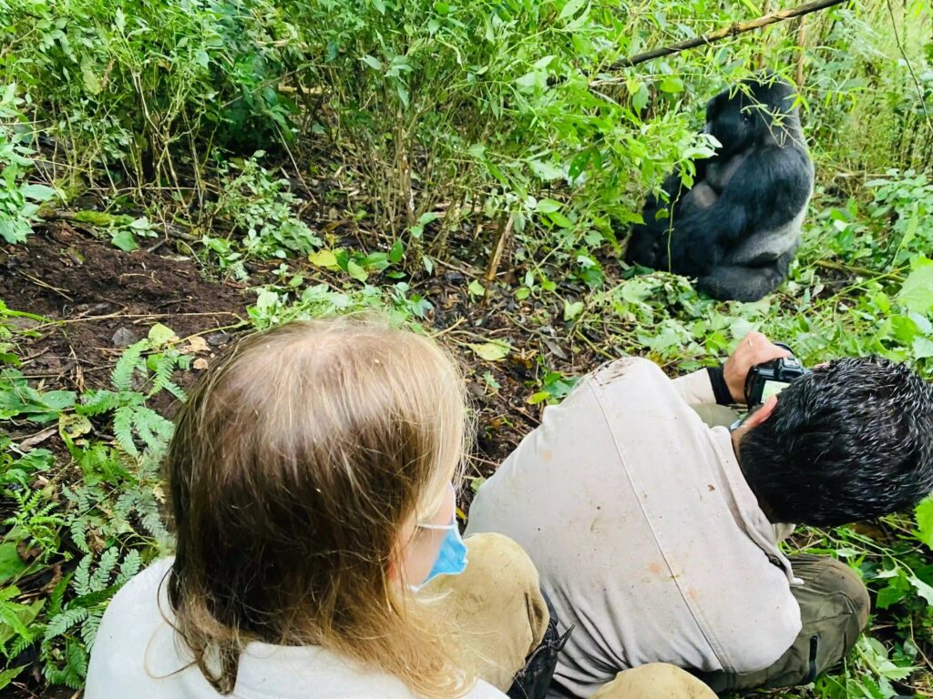 Gorilla photography in Bwindi Impenetrable National Park on a trip organised by Pieland Gorilla Safaris.