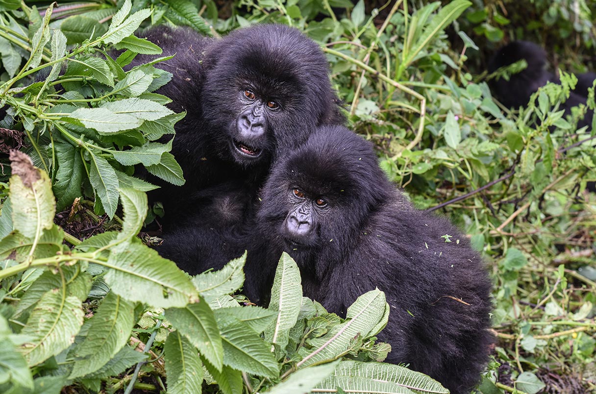 Juveniles in Humba encountered during the trek with Pieland Pieland Gorilla Safaris.