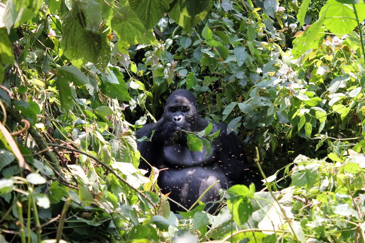 Gorilla in Itombwe Nature Reserve Conservation Area.