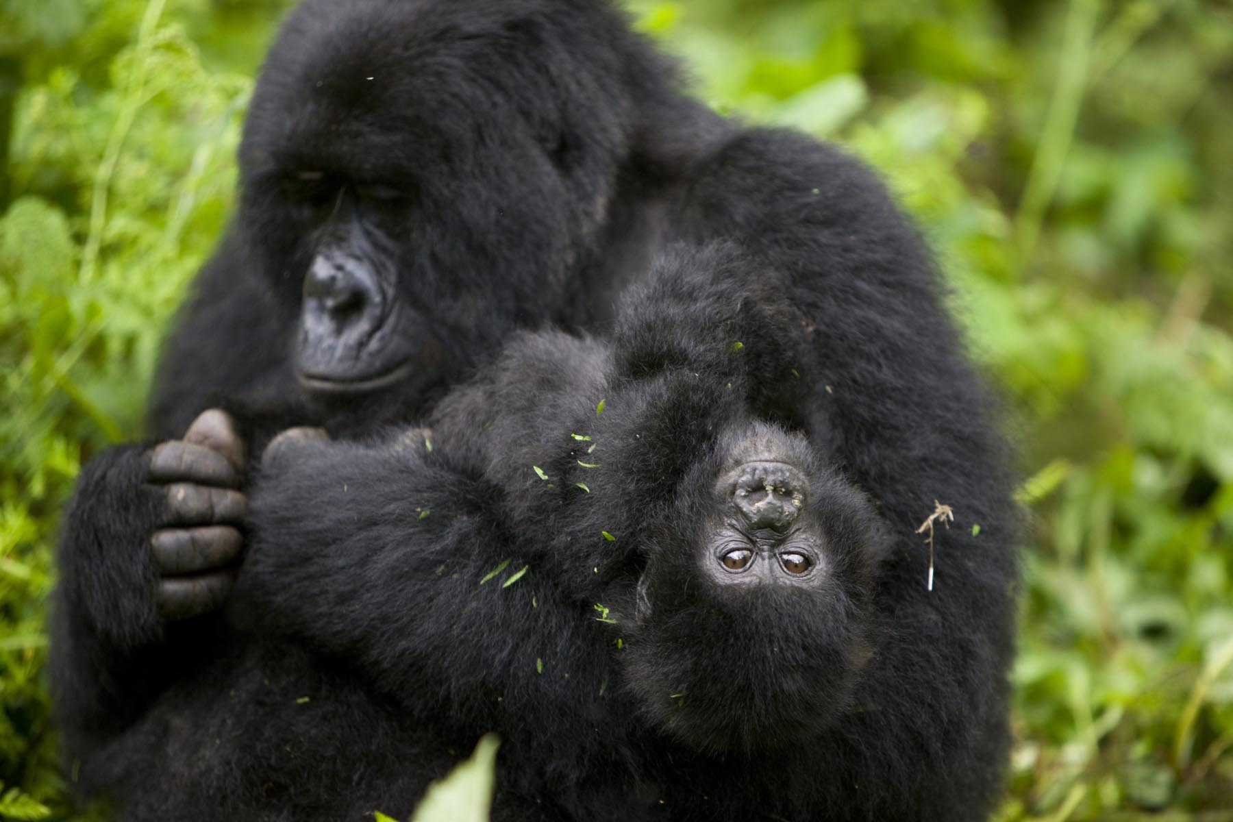Some members of the Kabirizi group photographed during jungle expedition with Pieland Gorilla Safaris.