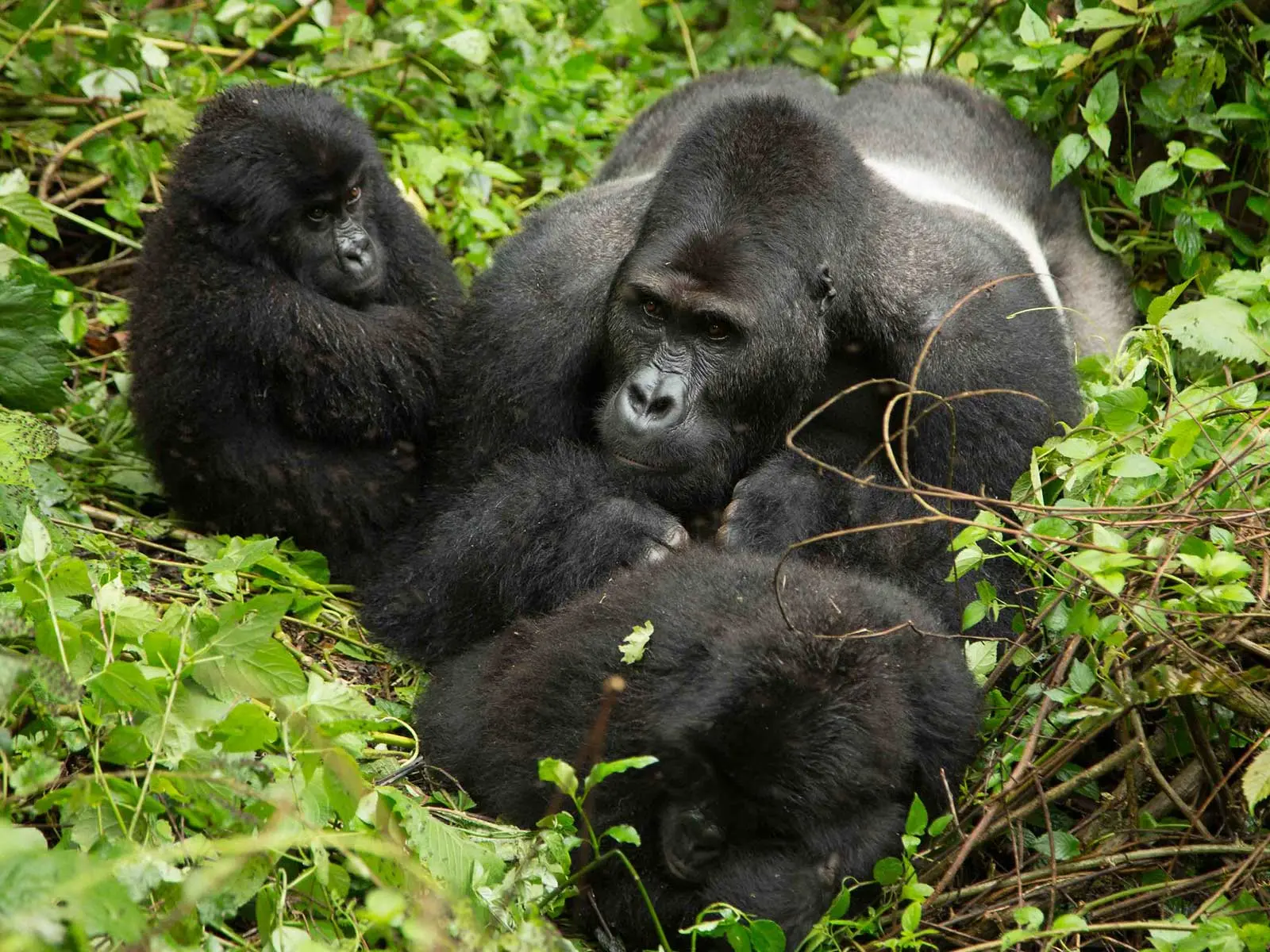 Eastern lowland gorilla family in kahuzi biega national park.