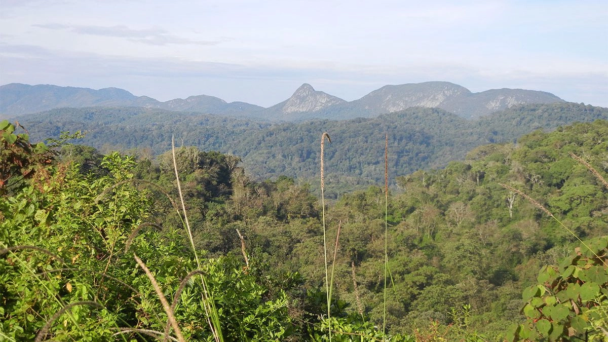 Rain forest offers raw Congo safari experience with Pieland Gorilla Safaris.