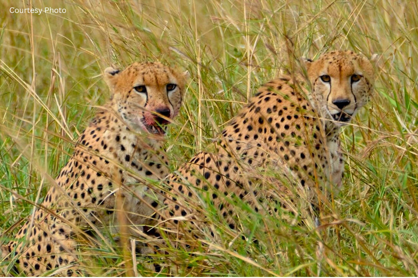 Great sighting in Kidepo Valley National Park on a 6 days Murchison Falls and Kidepo safari