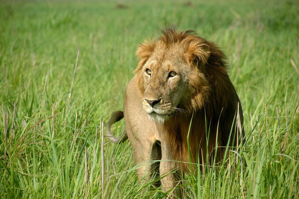 Lion in Garamba National Park walking freely in the open savannah plains.