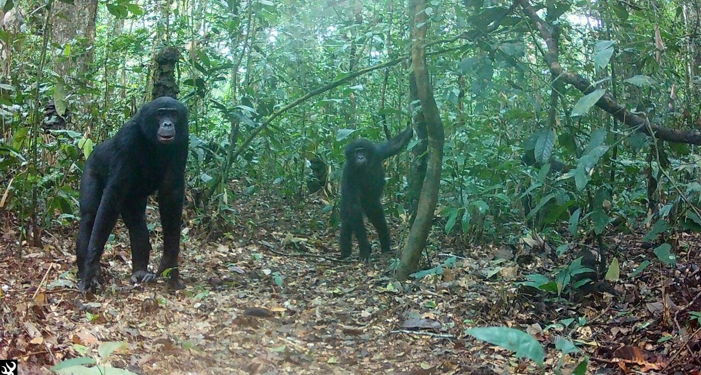 Lomako Forest offers Bonobo Tracking in Congo Safari Adventure with extraordinary journey into the heart of the Congo rainforest to observe endangered bonobos in their natural habitat. Located in the remote Lomako Forest, this adventure combines guided jungle treks, birdwatching, cultural encounters, and immersive rainforest experiences for travelers seeking authentic Congo primate safaris.