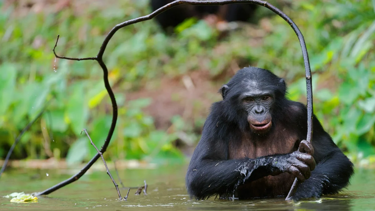 Chimpanzee.
