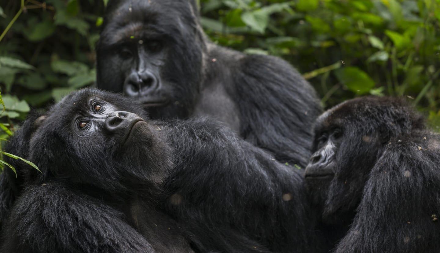Gorillas in Virunga National Park are of the attractions for Congo tour safari deals .