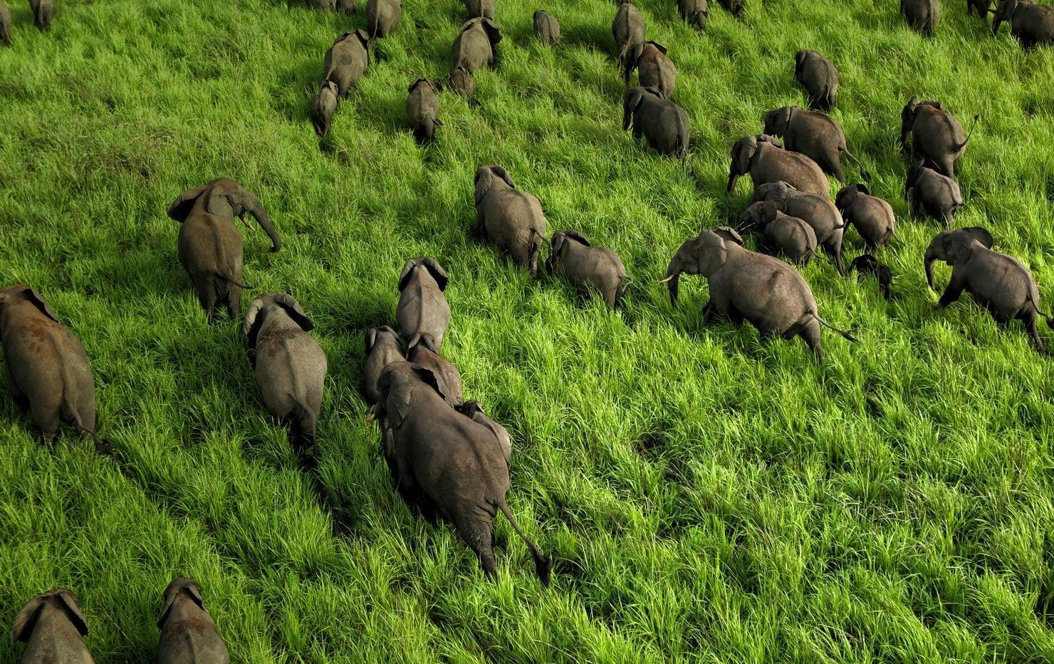 Elephants roaming around the open savannah.
