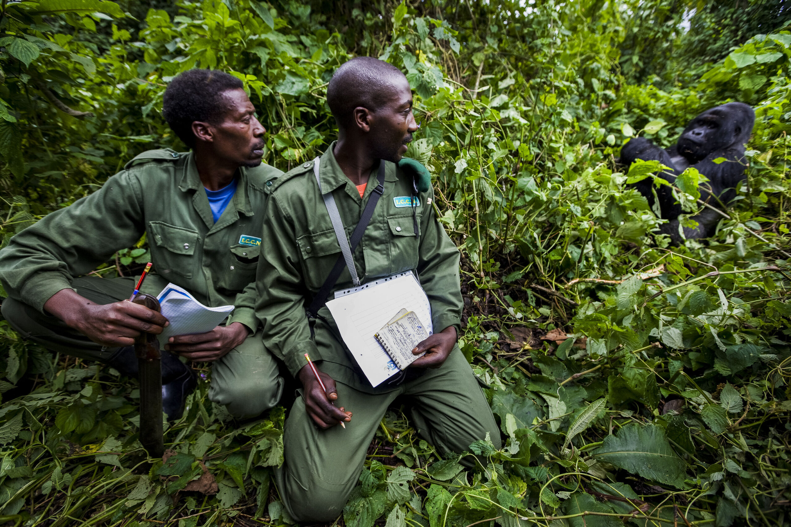 Rangers in Virunga National Park monitoring gorillas in their natural habitat.