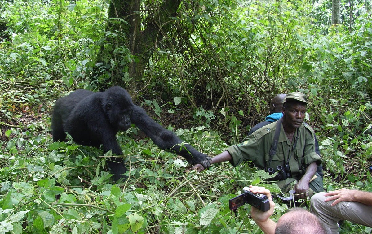 The safari guides of Pieland Gorilla Safaris are experienced, professional, and passionate experts dedicated to creating unforgettable safari experiences across Uganda, Rwanda, and Congo.At best destination management company in Congo we have extensive knowledge of wildlife, gorilla trekking, birding, culture, and conservation, the guides ensure every traveler enjoys a safe, educational, and exciting African adventure.Pieland Gorilla Safaris safari guides are highly trained in handling gorilla trekking expeditions, game drives, nature walks, cultural encounters, and luxury safari experiences. They understand the landscapes, wildlife behavior, and local communities, allowing visitors to gain deeper insight into Africa’s natural beauty and traditions. Their friendly personalities, excellent communication skills, and commitment to customer satisfaction make every safari comfortable and memorable. Whether guiding travelers through the forests of Bwindi Impenetrable National Park, the savannah plains of Queen Elizabeth National Park, or the volcanic regions of Congo and Rwanda, Pieland Gorilla Safaris guides prioritize safety, professionalism, and personalized service. They assist with wildlife tracking, photography opportunities, cultural interpretation, and travel logistics throughout the safari. The guides are also committed to responsible tourism and conservation, helping travelers understand the importance of protecting endangered mountain gorillas, wildlife habitats, and local communities. Their deep passion for Africa and years of safari experience allow Pieland Gorilla Safaris to deliver authentic, enriching, and life-changing safari adventures for every traveler.