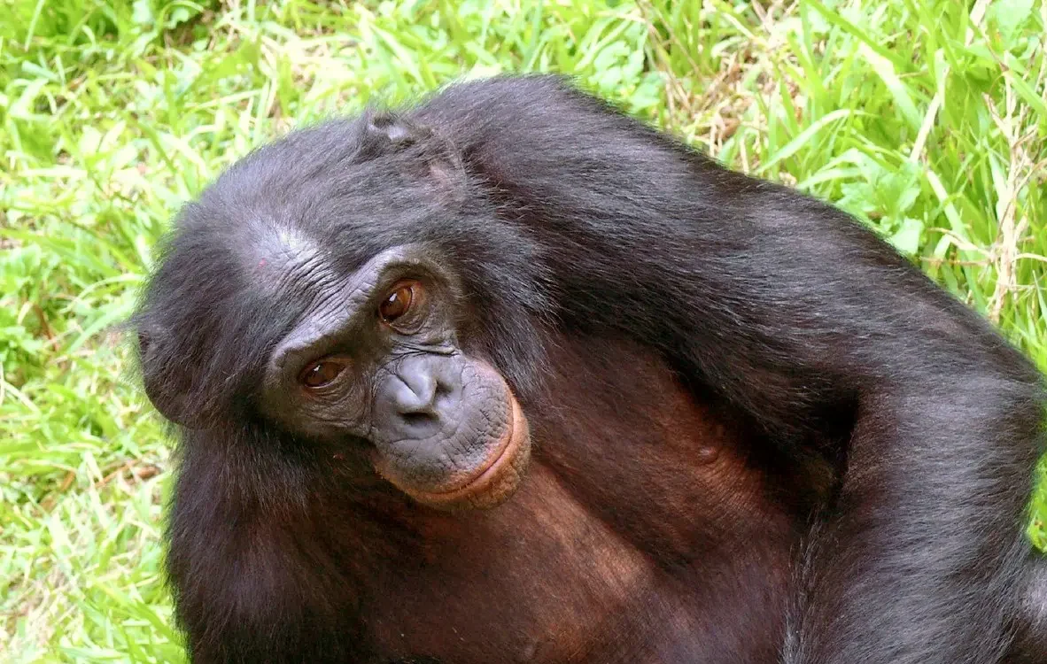 Chimpanzee trekking in Congo.