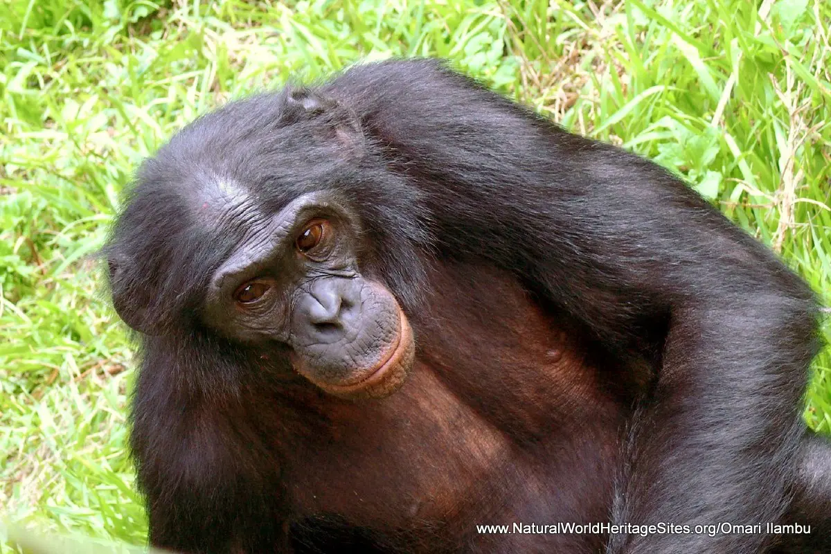 Salonga National Park, located in the heart of the Democratic Republic of Congo, is one of Africa’s largest and most pristine tropical rainforests. As a UNESCO World Heritage site, Salonga offers an untouched wilderness where rare and endangered species thrive in their natural habitats. The park is a crucial sanctuary for the bonobos, a species of ape closely related to chimpanzees but known for their peaceful and matriarchal social structures. Bonobos roam the dense forests, providing one of the few opportunities in the world to observe these fascinating primates in the wild.In addition to bonobos, Salonga is also home to large populations of chimpanzees, which share the forest with their bonobo relatives. This makes Salonga one of the most important primate habitats in Africa, offering a unique experience for wildlife enthusiasts and researchers alike. The park’s rich biodiversity extends beyond primates, with forest elephants, okapi, and a variety of bird species inhabiting its ecosystems. With Pieland Gorilla Safaris, visitors can experience the beauty of Salonga National Park on expertly guided tours, exploring the dense rainforests in search of bonobos and chimpanzees. This immersive journey into the heart of the Congo offers an unparalleled opportunity to witness rare wildlife and support the park’s vital conservation efforts.