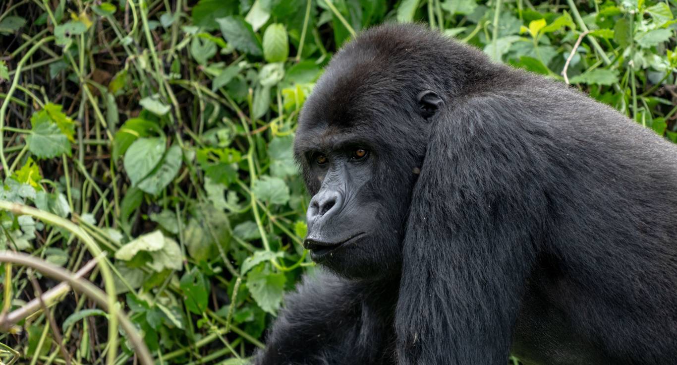 Gorilla in Tayna Gorilla Reserve.