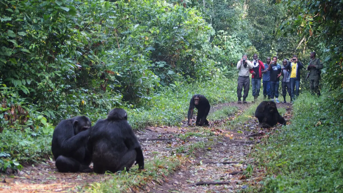 Tourists taking photos on their Chimpanzee trekking safari in Kibale National Park.