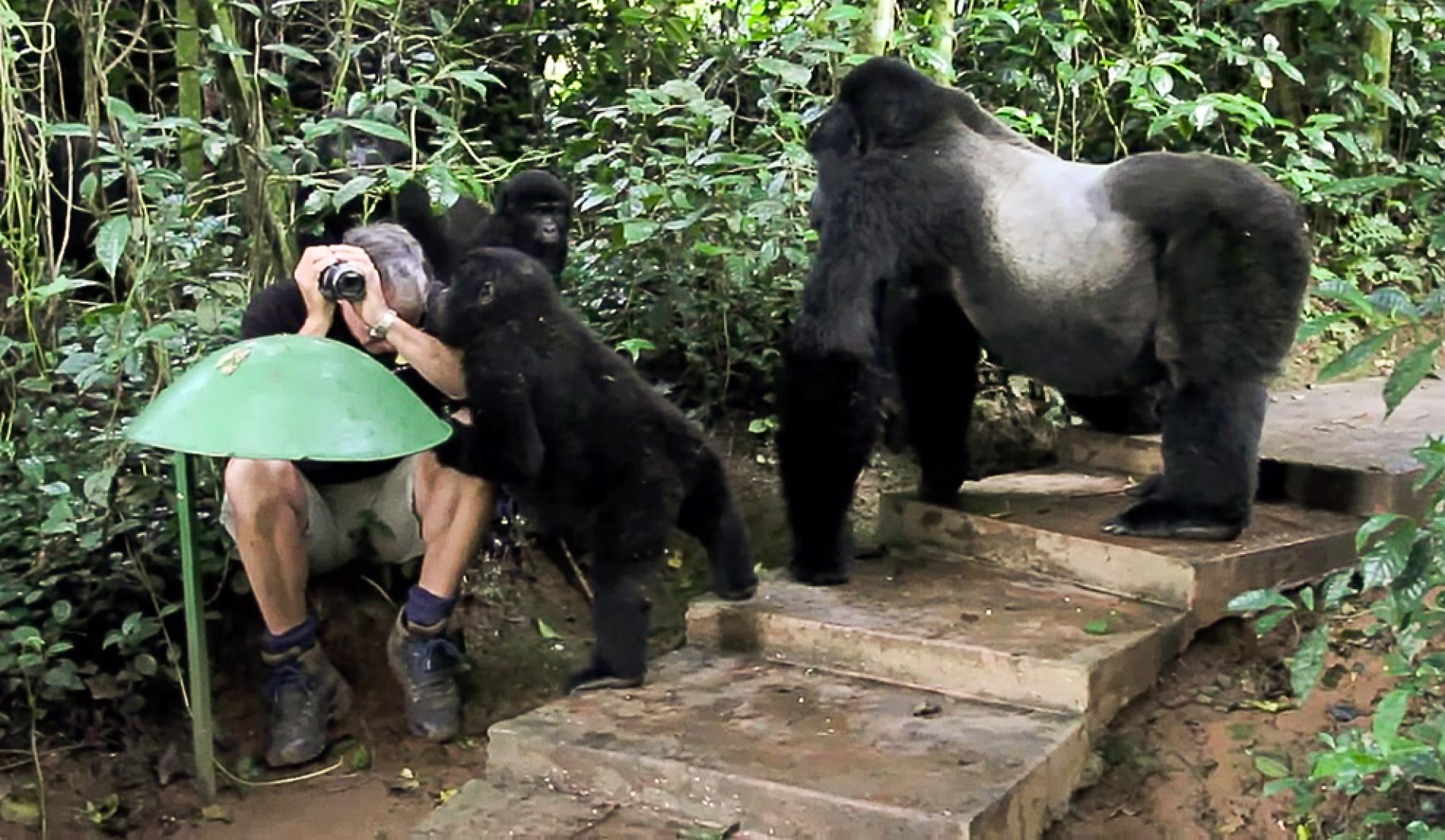 Uganda Gorilla habituation compared to Congo gorilla habituation.
