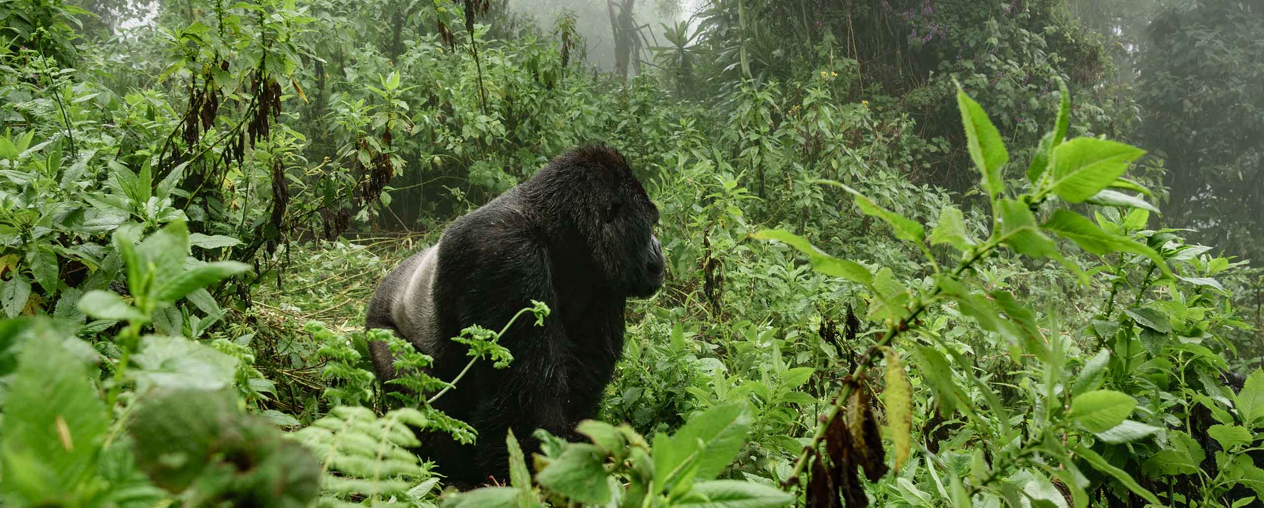 Virunga National Park, located in the eastern DRC, is one of the most biodiverse and ecologically rich parks in Africa. Known for its stunning landscapes, which include active volcanoes, dense rainforests, and savannahs, the park is a haven for wildlife enthusiasts. It is home to the critically endangered mountain gorillas, which can be tracked on guided treks with Pieland Gorilla Safaris. Visitors can explore Virunga’s rugged terrain, spot unique wildlife like forest elephants and chimpanzees, and experience the awe-inspiring Nyiragongo Volcano. Virunga offers an authentic, immersive safari experience in an untouched, wild corner of Africa.