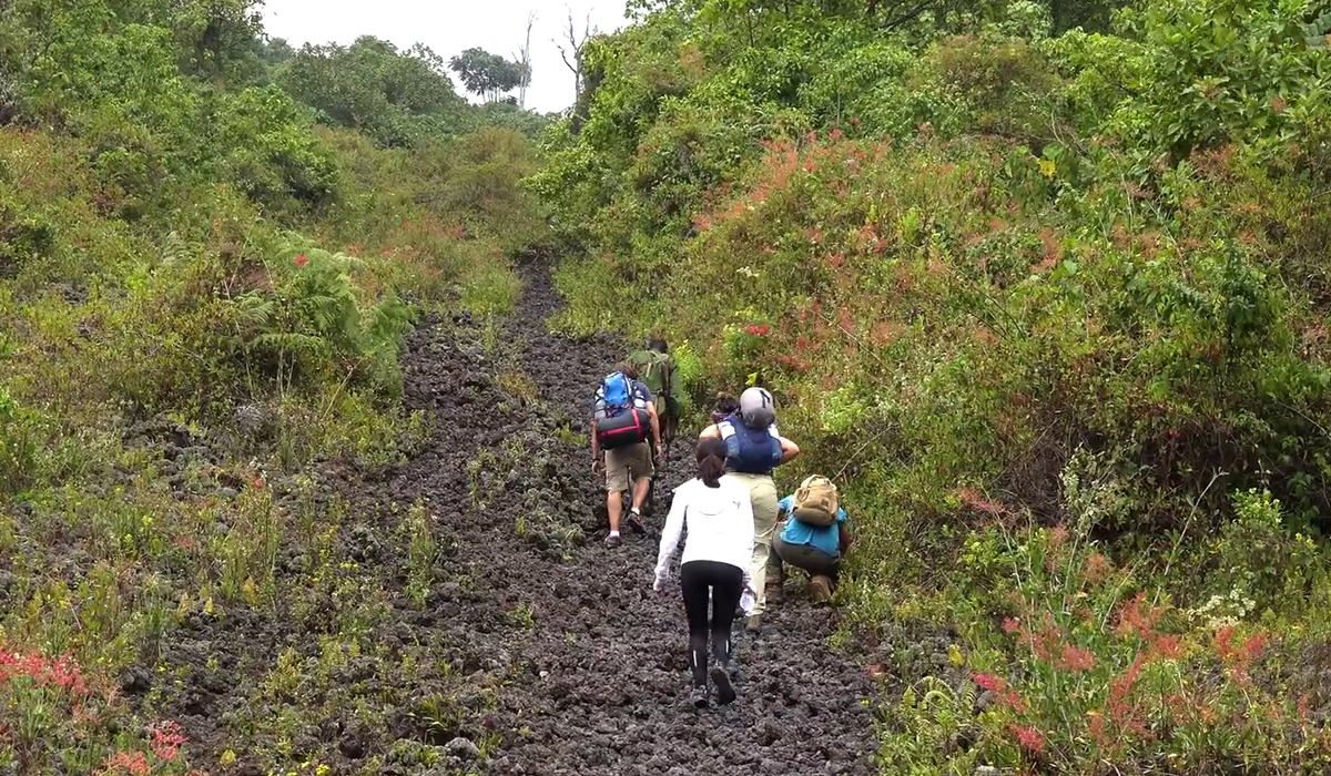 Tourists in Virunga National Park on a hiking safari in Congo through dense tropical rainforests, volcanic mountain trails, and rugged wilderness landscapes filled with rich biodiversity and breathtaking scenery. The adventure includes gorilla trekking, volcano hiking, birdwatching, and unforgettable jungle expeditions within one of Africa’s most spectacular and untouched natural safari destinations.