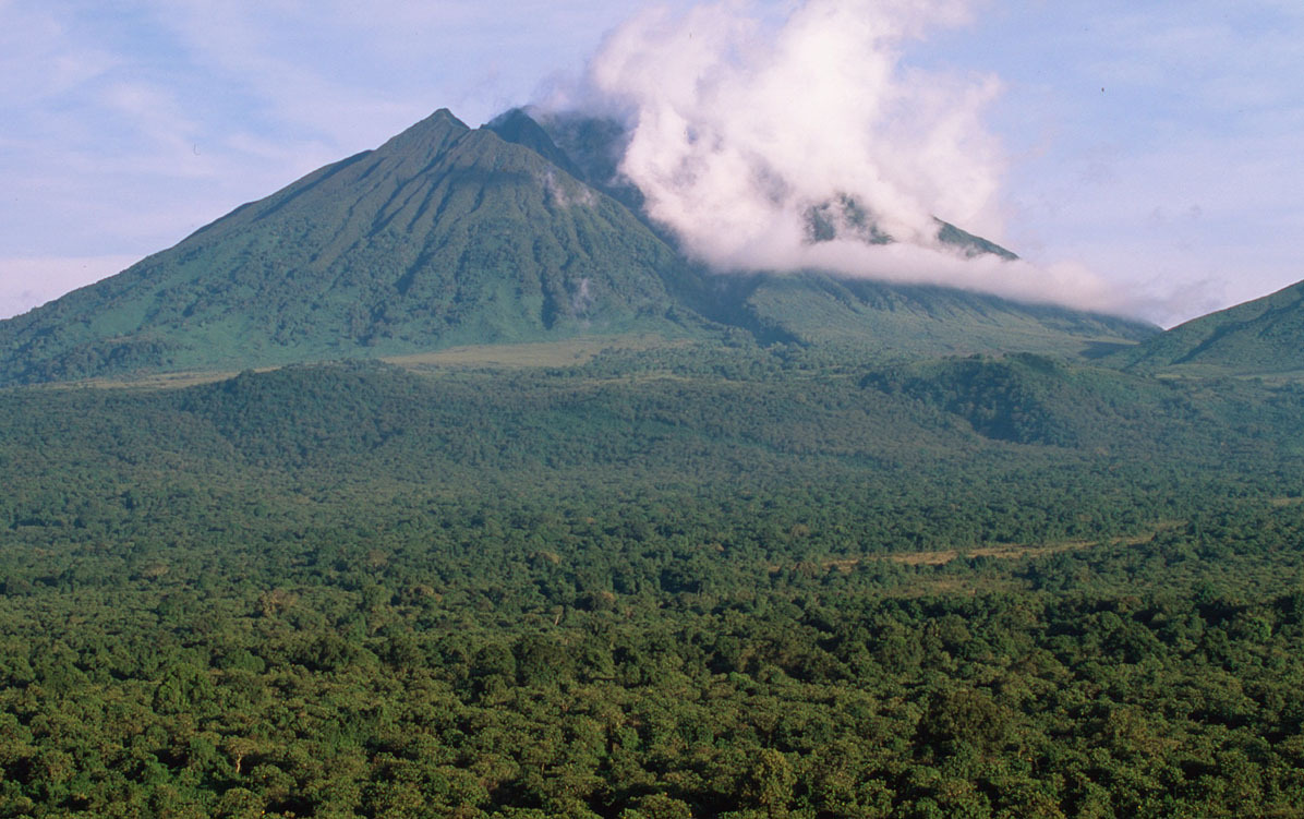 These mountains make Virunga a diverse and striking landscape, with both lowland and high-altitude ecosystems. The gorilla trekking areas, such as around Mount Mikeno, are located at higher altitudes, making the trekking experience more enjoyable with Pieland Gorilla Safaris.