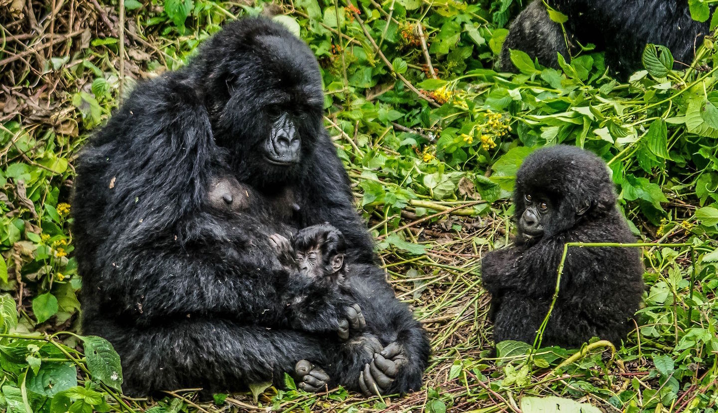 Mountain Gorillas in Virunga National Park are the major highlights of the visit to this park with Pieland Gorilla Safaris.