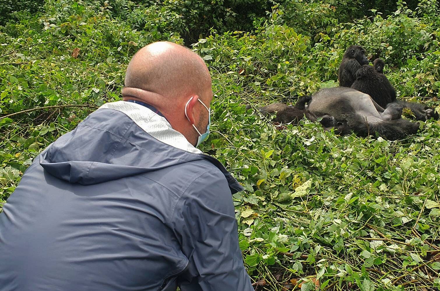 A tourist trekking gorillas in Virunga National Park which is one of the premier safari destinations in the Democratic Republic of the Congo, renowned for its extraordinary biodiversity and dramatic volcanic landscapes. Visitors enjoy unforgettable mountain gorilla trekking, wildlife viewing, chimpanzee encounters, birdwatching, and hiking adventures, making Virunga a must-visit destination for exceptional Congo safari experiences.