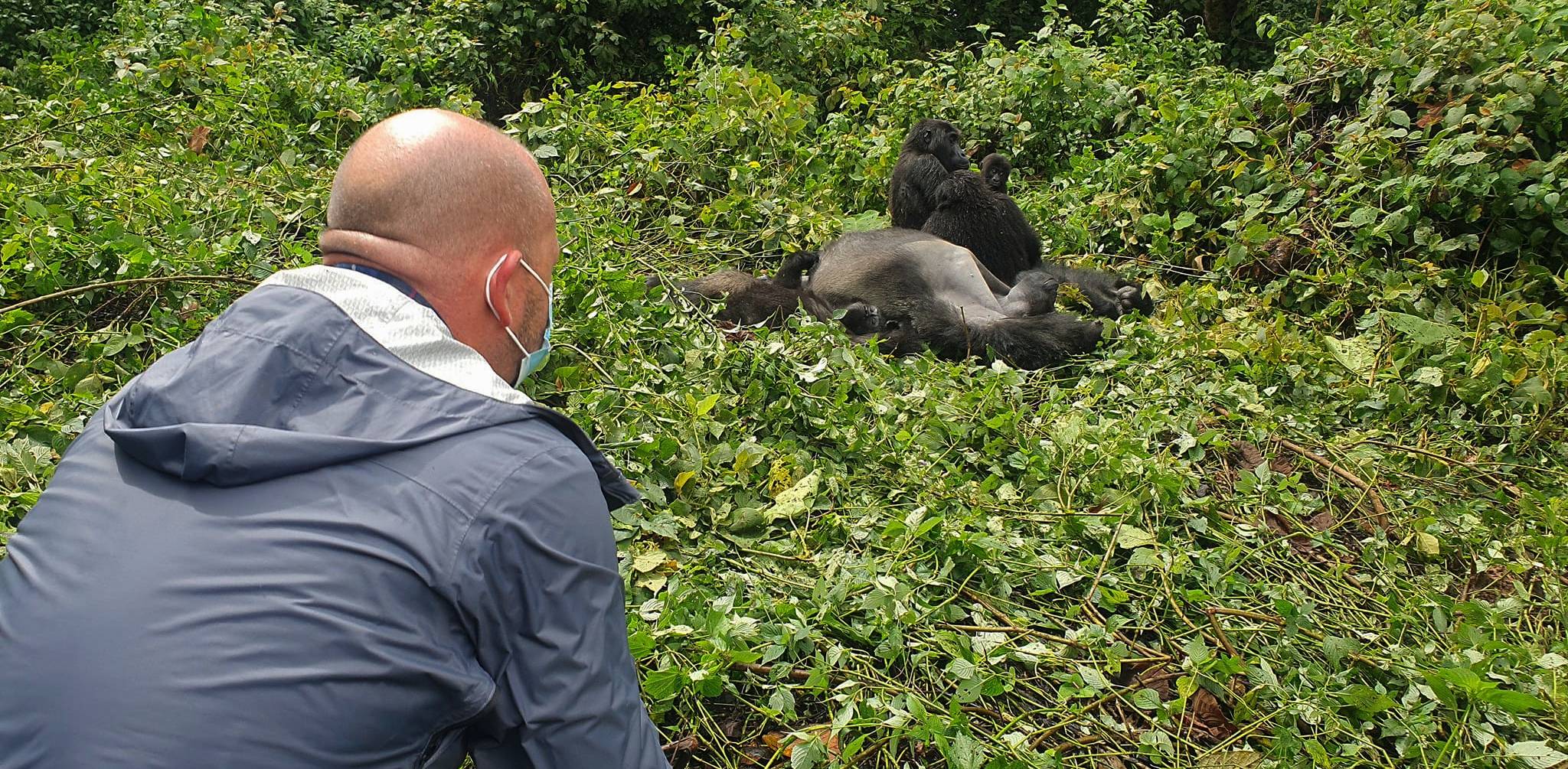 A tourist looking at the gorillas in Virunga National Park during a 7 days Congo wildlife safari.