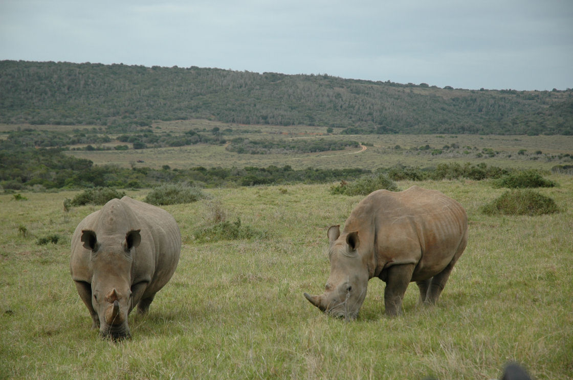Garamba National Park, located in the northeastern part of the Democratic Republic of Congo, is one of the country’s most important and ecologically diverse parks. Known for its vast plains, dense forests, and river systems, it offers a unique safari experience. The park is home to a variety of wildlife, including the critically endangered white rhinos, which have been the focus of significant conservation efforts. Garamba is one of the few places where you can still encounter these majestic creatures in the wild, though they remain at risk due to poaching and habitat loss.With Pieland Gorilla Safaris, travelers can explore the stunning landscapes of Garamba National Park, where they will not only encounter white rhinos but also a range of other wildlife, including elephants, giraffes, and buffaloes. The park’s diverse ecosystems, from savannahs to forested areas, provide a rich backdrop for a true wilderness adventure. Pieland Gorilla Safaris offers expertly guided tours, ensuring an unforgettable experience while supporting ongoing conservation efforts to protect the park’s endangered species.