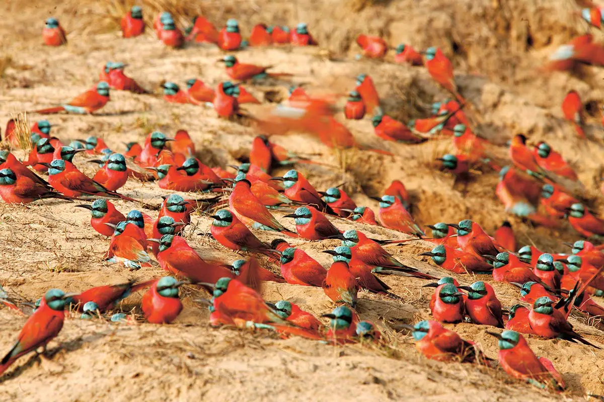 Birdwatching featuring colorful bird species within the savannah and wetland ecosystems of northeastern Democratic Republic of Congo.