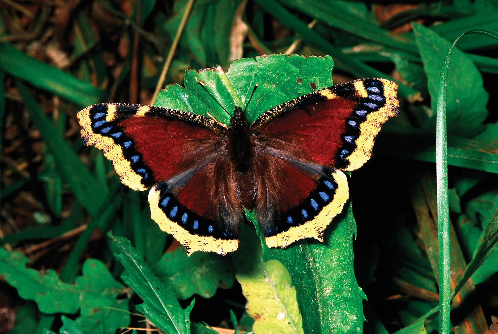 Colorful Congo butterflies are also encountered while on bonobo tracking in Congo safari adventures, adding beauty to the rainforest experience. These tropical butterflies thrive within the dense Congo forests and are often seen along forest trails, rivers, and clearings during guided bonobo tracking expeditions in the heart of the Congo Basin.