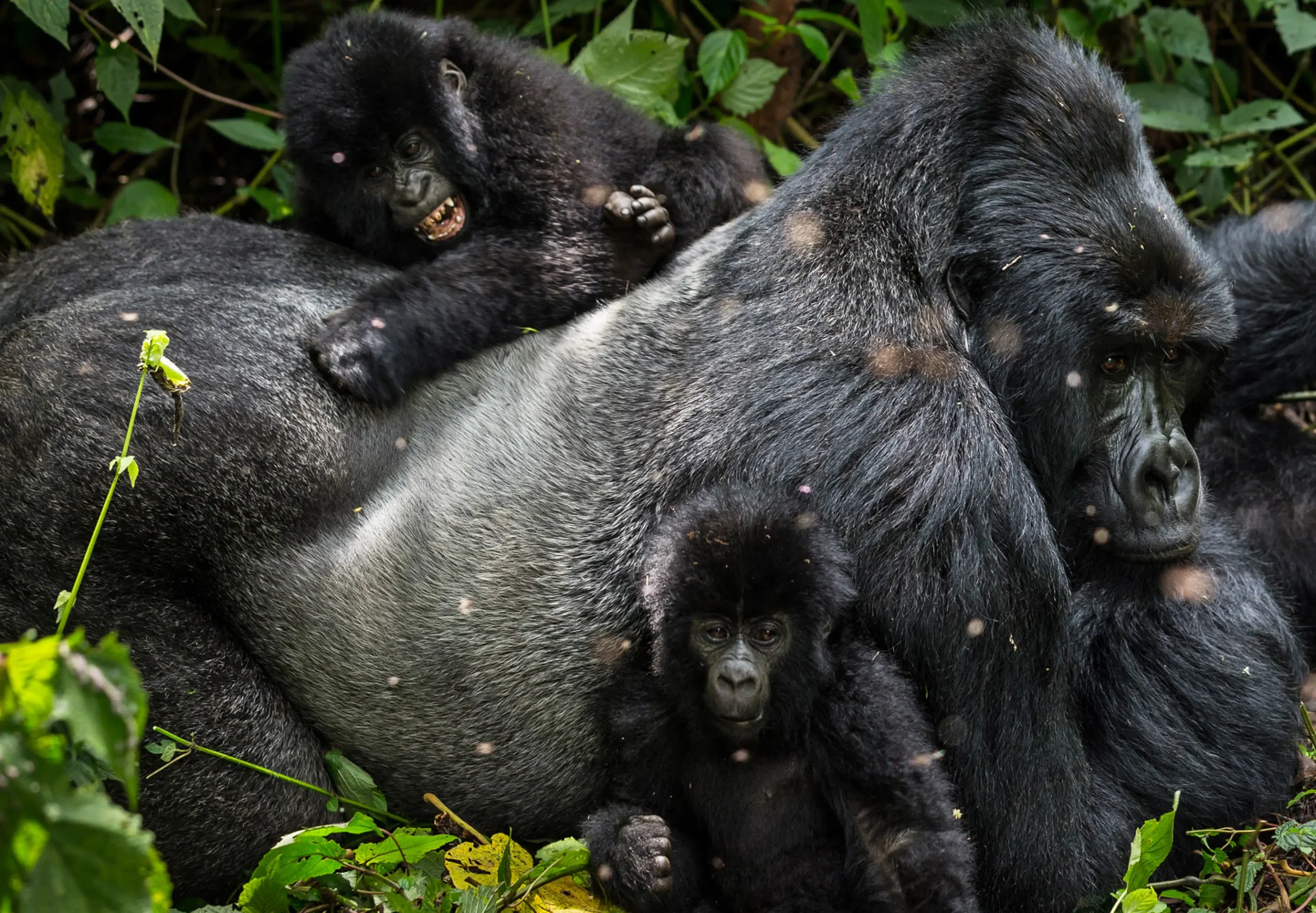 Authentic and raw experience in Congo for gorilla habituation.