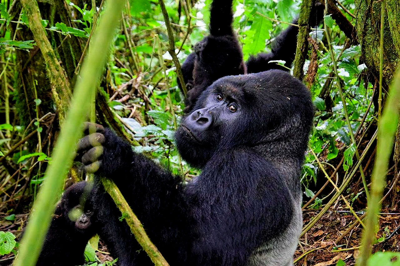 Gorilla habituation during dry season is the best because it makes movement in the jungle very easy.