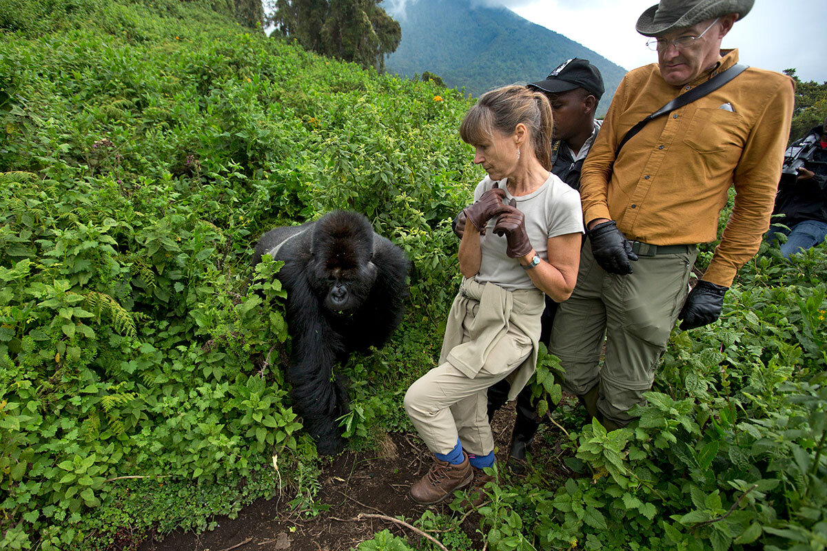 Travelers walking through the jungle on their gorilla experience with Pieland Gorilla Safaris . This requires average fitness to enjoy it .