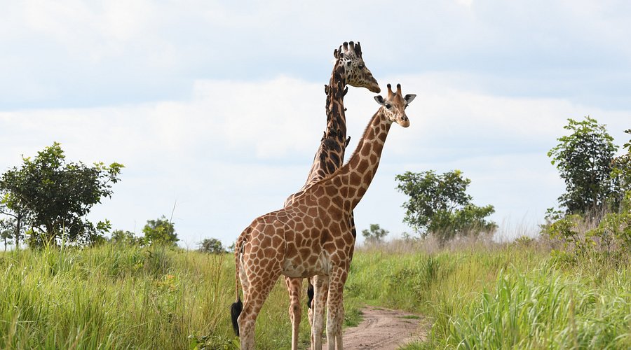 Giraffes walking through the savannah plains during a wildlife safari experience.