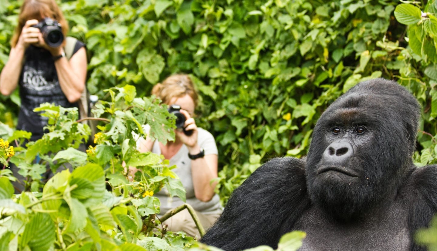 Travelers enjoying lengthy time with gorillas in Virunga National Park.