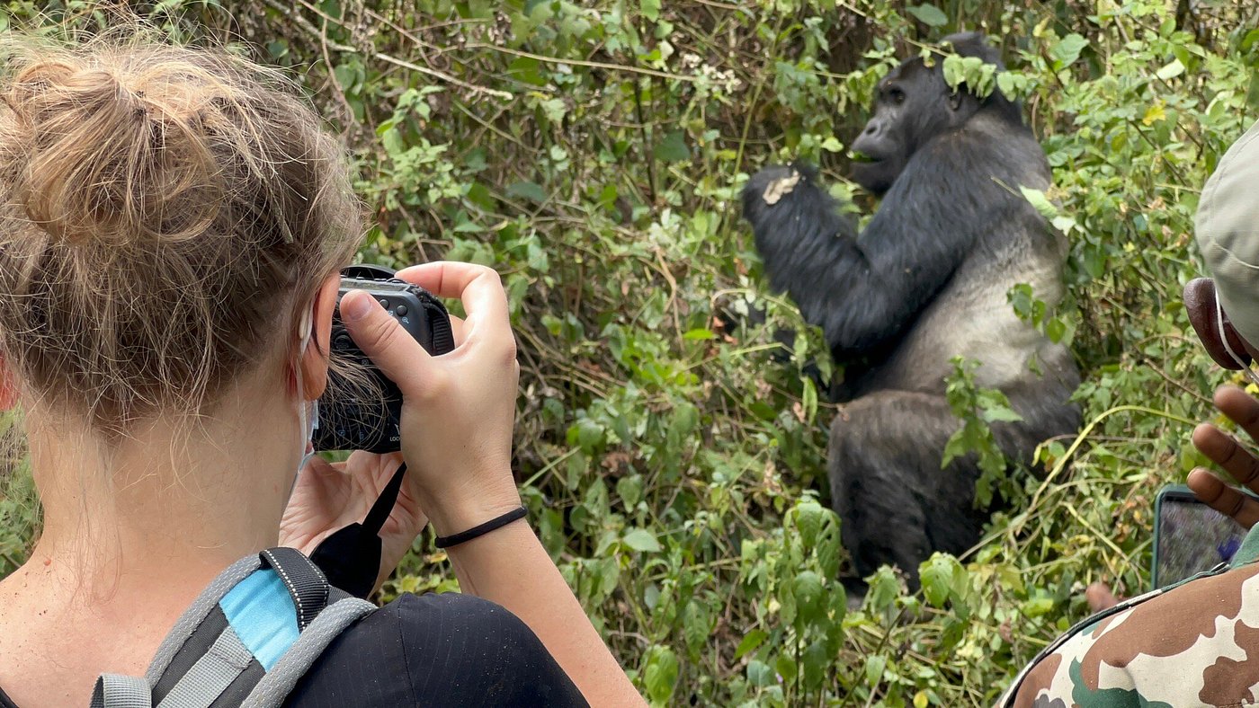 Gorilla trekking in Kahuzi-Biega National Park is one of the best activities to add on a Congo safari itinerary.