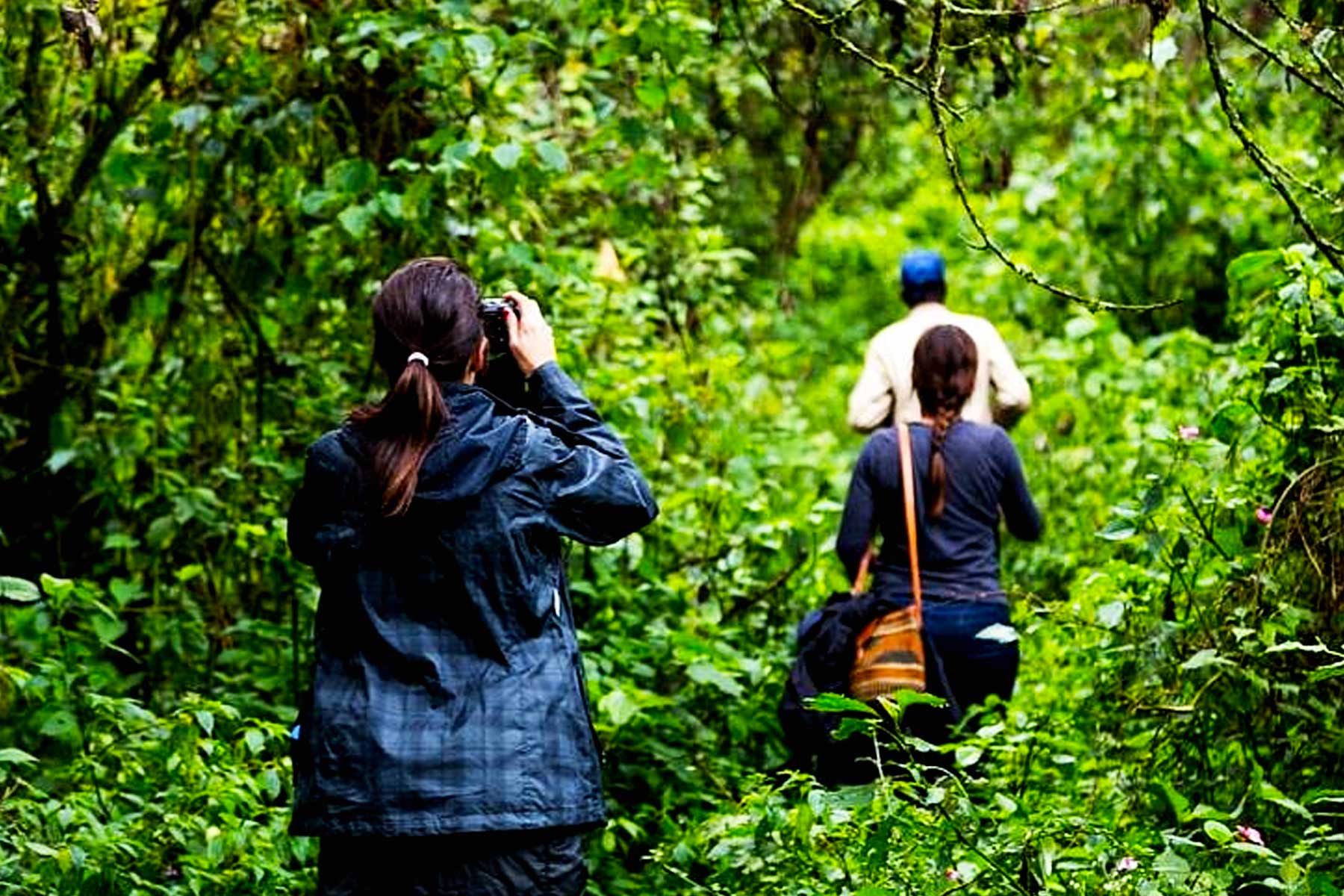 Tourists in Congo on their 3 days Congo gorilla trekking safari.