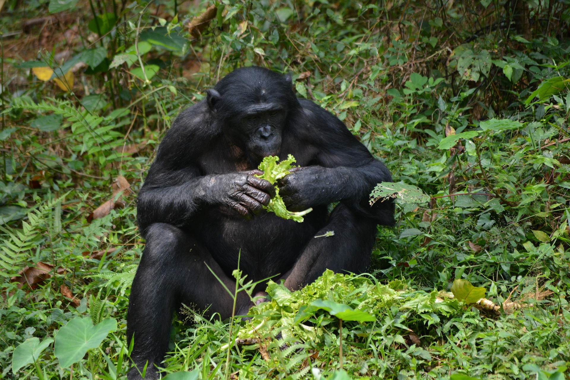 Primates are aslo found in this park.