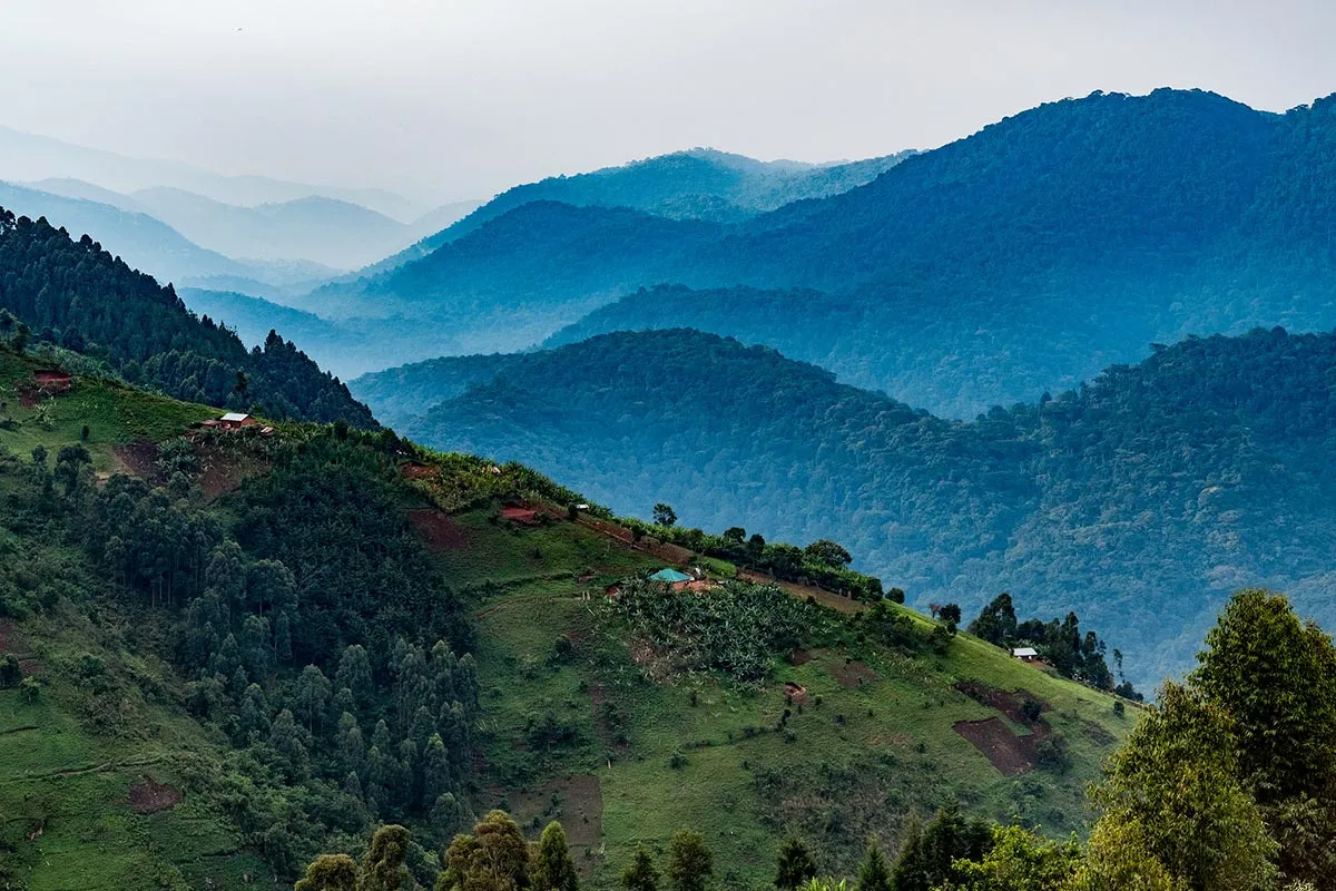 Price of gorilla trekking in Uganda's national parks like Bwindi Impenetrable National Park