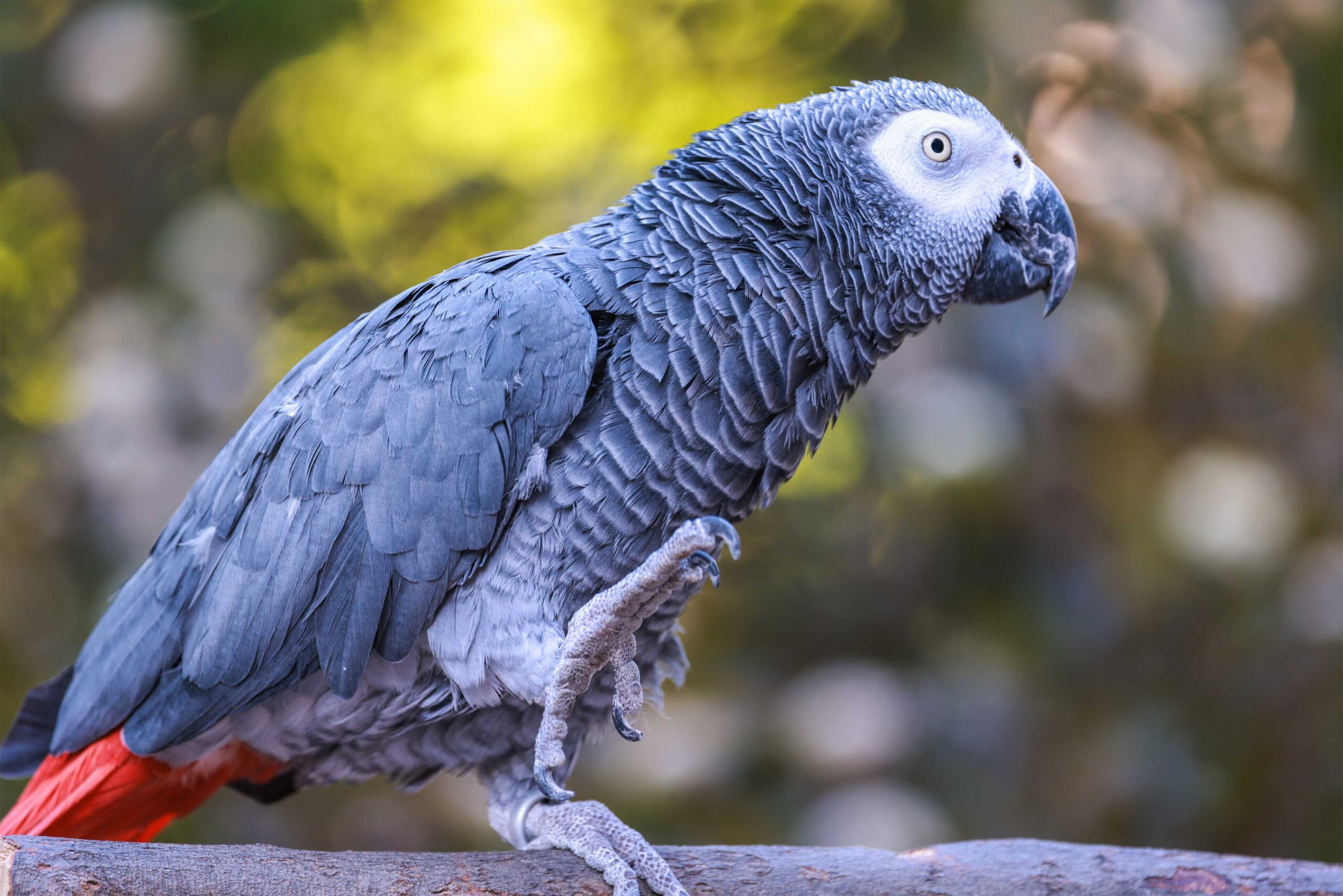 The Congo African Grey Parrot is one of the remarkable bird species found in and around this Park. This incredible bird can be spotted during birding safari. Renowned for its intelligence, striking grey plumage, and bright red tail, this parrot inhabits forested areas and woodland habitats. Birdwatchers visiting Upemba may spot these highly social birds flying in pairs or small flocks while feeding on fruits, seeds, and nuts.