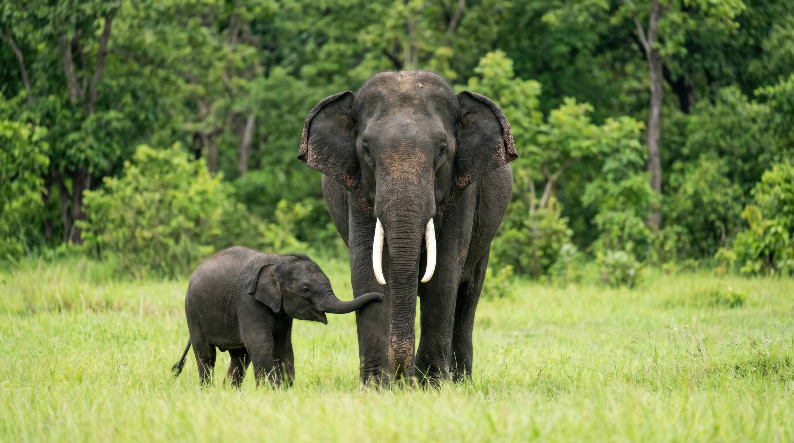 Forest Elephants in Itombwe Nature Reserve.