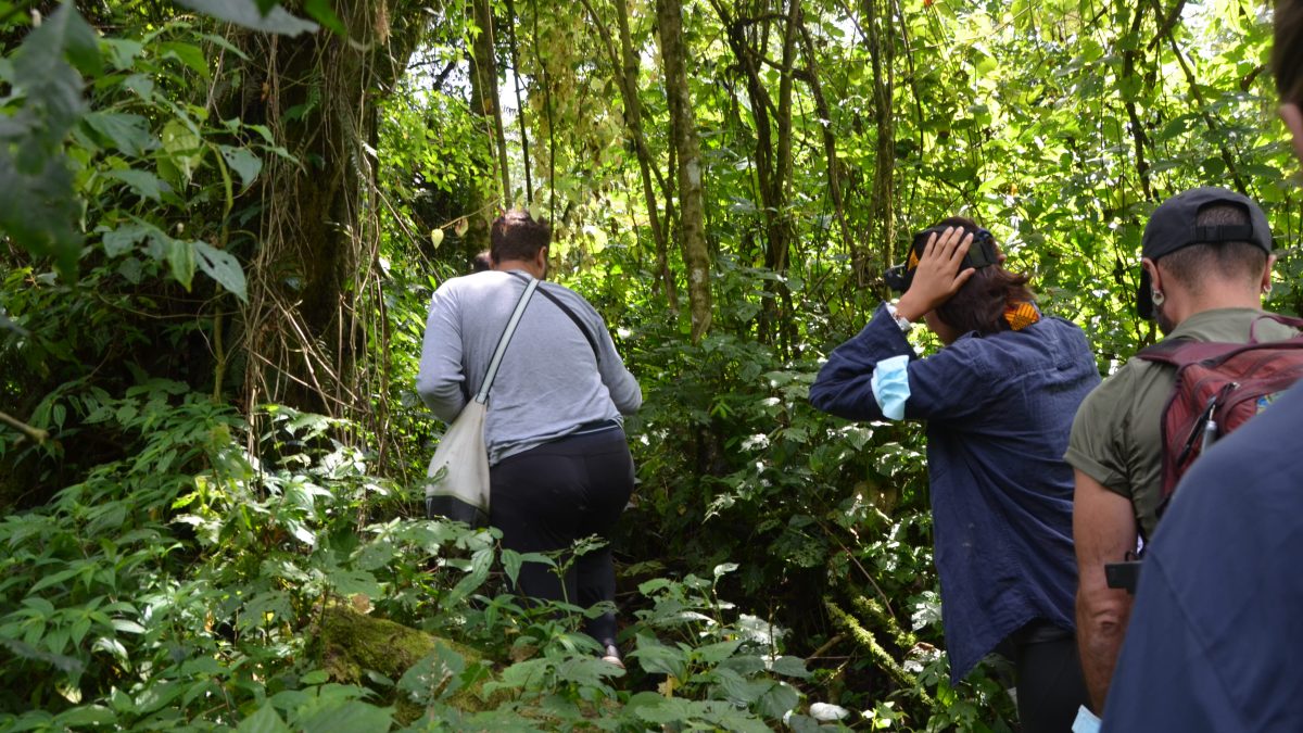 Is it safe to visit Congo, yes because during gorilla trekking , the group size is kept small for easy monitoring while in the jungle.