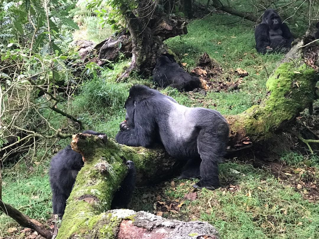 Gorillas in Rushaga Sector in Bwindi Impenetrable National Park are among the most sought-after attractions for visitors interested in the price of gorilla trekking in Uganda. Rushaga is home to several habituated gorilla families and the famous Gorilla Habituation Experience, making it a top destination for affordable, mid-range, and luxury gorilla trekking safaris in Uganda.