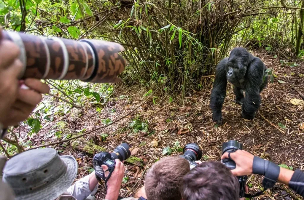 Tourists taking photos of in Bwindi Impenetrable National Park. By considering the best price of gorilla trekking in Uganda gives you a perfect experience of your choice.