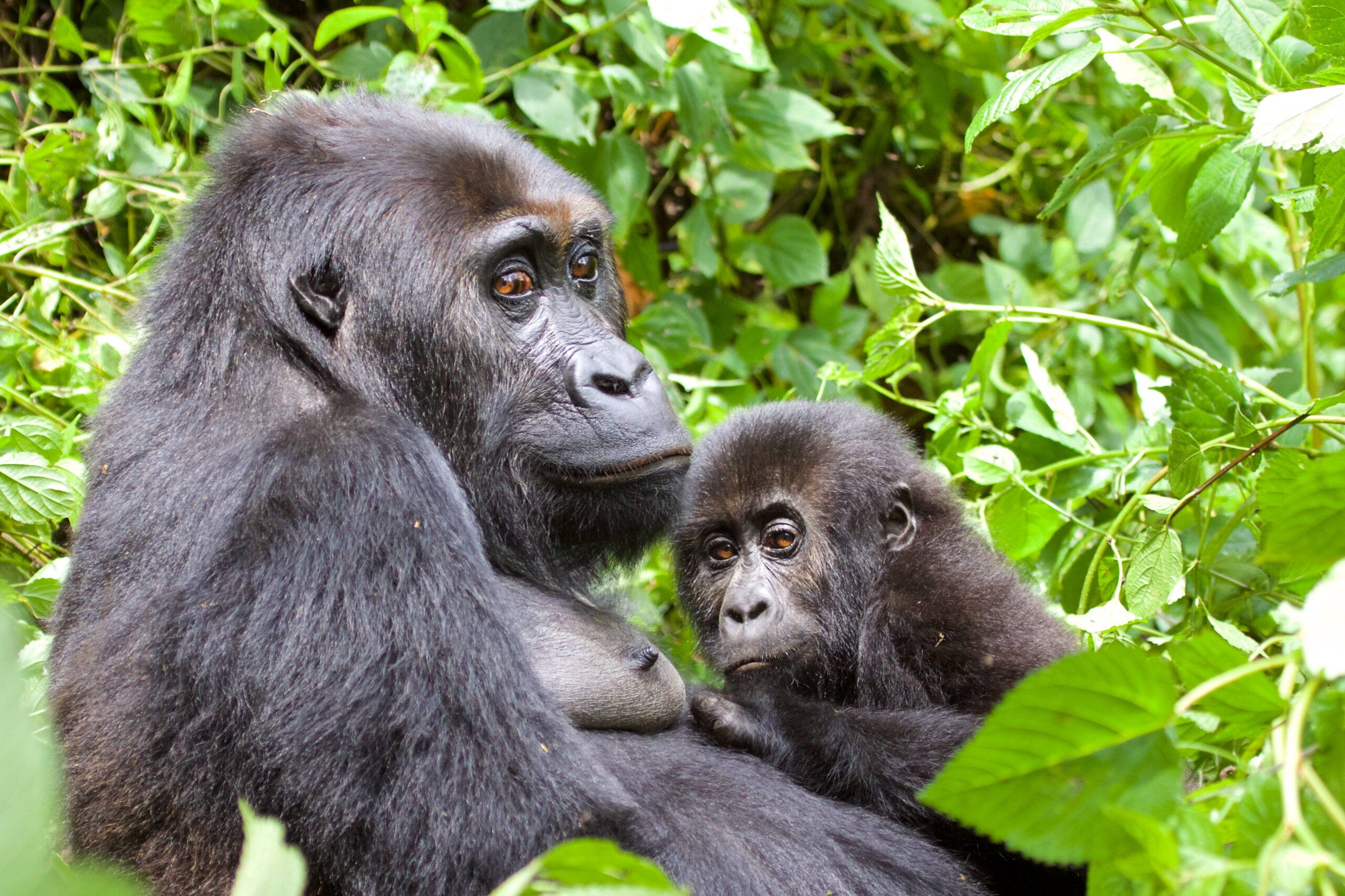 Grauer’s Gorilla.