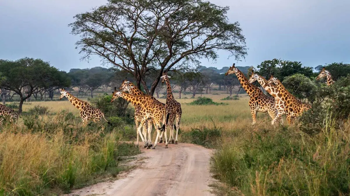 Giraffes in Kidepo Valley National Park.